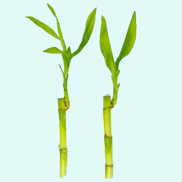 Lucky Bamboo Plant Straight Dracaena Sanderiana | Aquarium Plants | Promote High Water Quality | Set of 2 | BUY 2 GET 1 FREE | Free Shipping