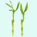 see more listings in the Aquarium Plants section