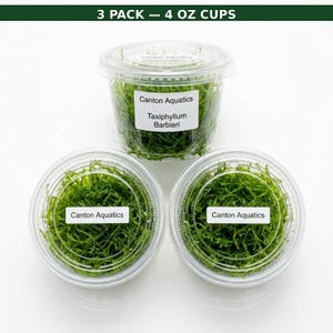 May include: A 3 pack of 4 oz clear plastic cups containing green Taxiphyllum Barbieri aquatic moss. Each cup features a white label with the text Canton Aquatics, and the top cup label also includes the text Taxiphyllum Barbieri.
