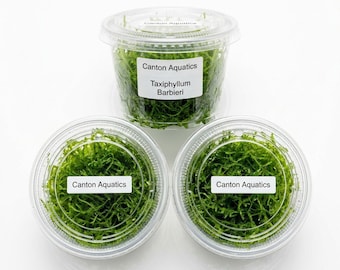 Canton Aquatics Java Moss Taxiphyllum Barbieri Live Freshwater Aquarium Moss - Low Light, Buy 2 Get 1 Free