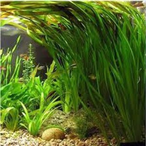 18 Jungle Vals Italian Val Vallisneria Live Aquarium Plants BUY 2 GET 1 FREE image 6