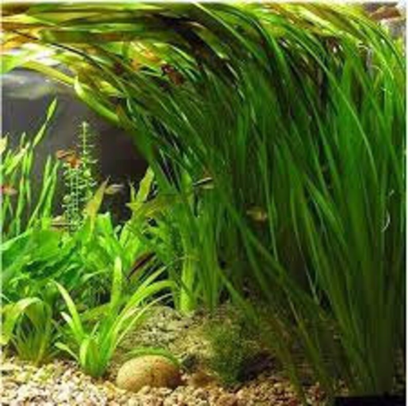 18 Jungle Vals Italian Val Vallisneria Live Aquarium Plants BUY 2 GET 1 FREE image 6