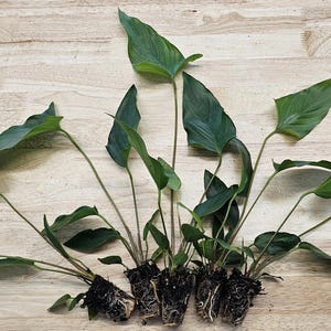 Centerpiece Bundle - 20-40 Gallon Tanks Our Choice Live Aquarium Aquatic Plants, Free Shipping, Buy 2 Get 1 Free image 8