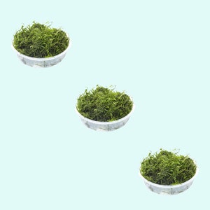 Flame Moss Taxiphyllum 'Flame' 2 Ounce Cup Live Aquarium Plants BUY 2 GET 1 FREE Free Shipping image 5