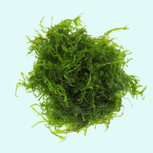 Flame Moss Taxiphyllum 'Flame' 2 Ounce Cup Live Aquarium Plants BUY 2 GET 1 FREE Free Shipping image 8