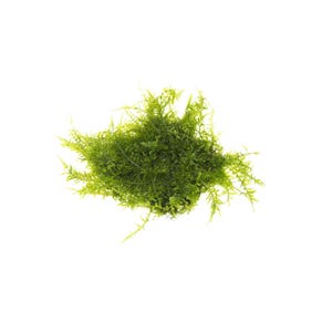 Vesicularia Montagnei Christmas Moss | Live Freshwater Aquarium Plant | BUY 2 GET 1 FREE