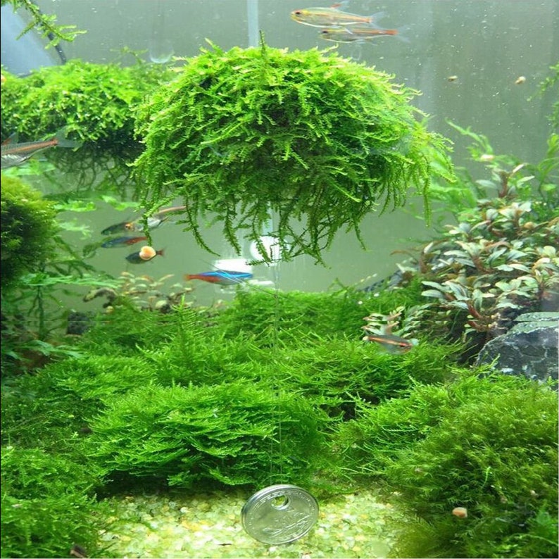 download free java moss download free java moss