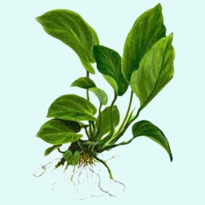 Anubias Barteri Caladiifolia Potted Live Aquarium Plants Fresh Water Plants For Aquarium Decor Free Shipping BUY 2 GET 1 FREE image 3