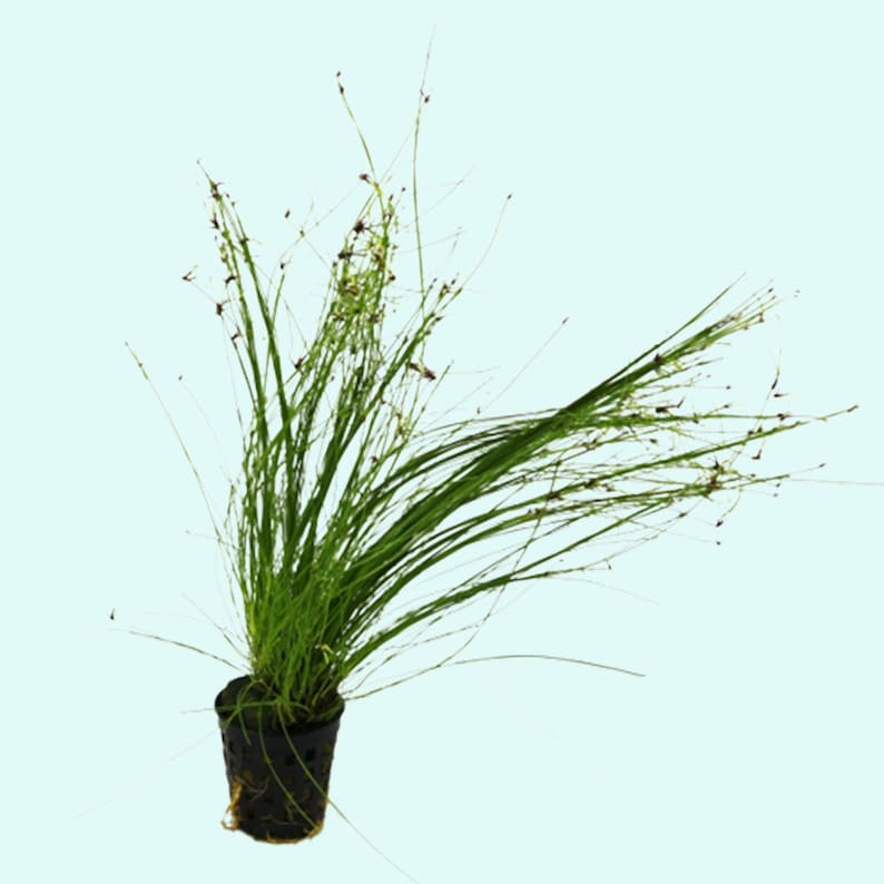 Hairgrass Eleocharis Vivipara BEGINNER Live Aquarium Plants Fresh Water Aquatci Grass Buy2 Get1 Free Free Shipping image 9