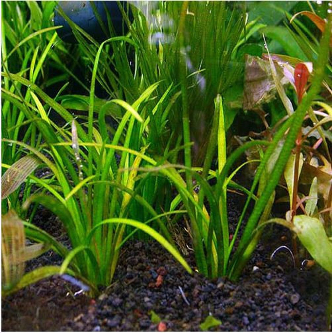 BEGINNER Live Aquarium Plant Dwarf Sagittaria Subulata Etsy