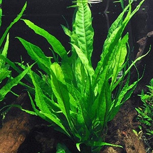 BUY 2 GET 1 FREE Java Fern Microsorum Pteropus 1 Plant Potted Live Aquarium Plants Free Shipping image 1