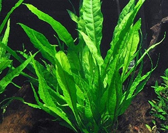 BUY 2 GET 1 FREE Java Fern Microsorum Pteropus (1 Plant Potted) | Live Aquarium Plants | Free Shipping