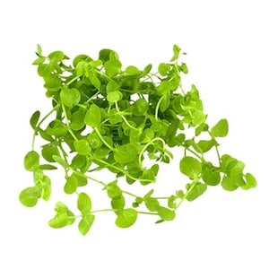 Dwarf Baby Tears Micranthemum Umbrosom | Live Freshwater Aquarium Plants | Free Shipping