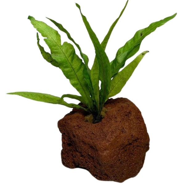 Java Fern (Rooted in Small Lava Rock) | LIVE AQUARIUM PLANTS | Fresh Water Aquatic Plants For Aquarium Decor| Buy2 Get1 Free | Free Shipping