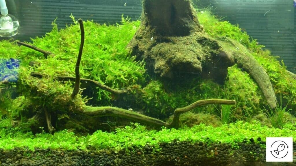 PREMIUM** Java moss aquarium live aquatic plant BUY 2 GET 1 FREE!
