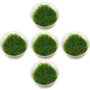5 Java Moss Portions - Live Aquarium Plant, Low Light, Easy Care, Shrimp Safe, Buy 2 Get 1 Free