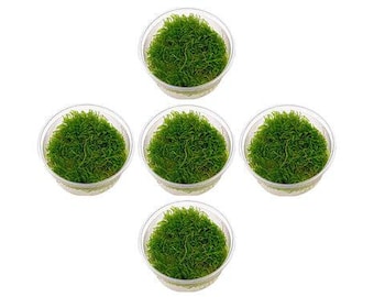 5 Java Moss Portions - Live Aquarium Plant, Low Light, Easy Care, Shrimp Safe, Buy 2 Get 1 Free