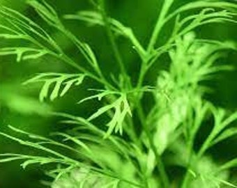 Water Sprite Lace Leaf Ceratopteris Thalictroide | Low-Maintenance Aquatic Plants | Freshwater Plants for Aquascaping | Buy2 Get1 Free