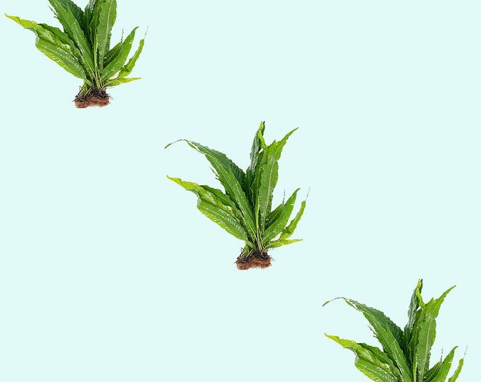 3 Pack Java Fern Microsorum Pteropus Bare Root | Live Freshwater ...