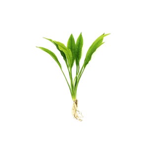 Amazon Sword: Live Freshwater Aquarium Plant (Echinodorus Bleheri) - BUY 2 GET 1 FREE
