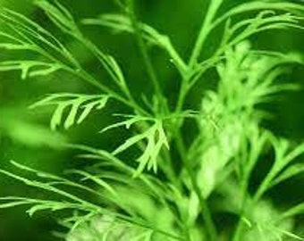 BEGINNER | Live Aquarium Plants | Water Sprite Lace Leaf Ceratopteris Thalictroide | Easy To Care | Buy2 Get1 Free | Free Shipping