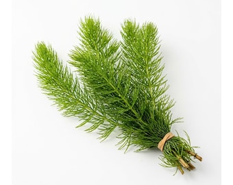 Hornwort Aquarium Plant Bunch: Easy-Maintain Oxygenator - BUY 2 GET 1 FREE