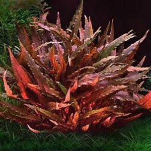 Cryptocoryne Wendtii Brown Small Live Aquarium Plants BUY 2 GET 1 FREE Free Shipping image 5