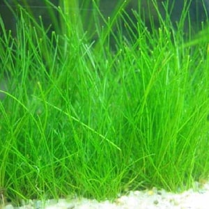 Dwarf Hairgrass Eleocharis Parvula Live Aquarium Foreground Plants Carpet Plant FreshWater Fish Tank BUY 2 GET 1 FREE Free Shipping image 1