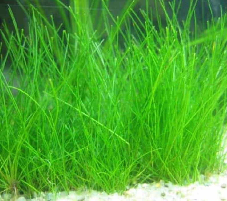 Dwarf Hairgrass Eleocharis Parvula Live Aquarium Foreground Plants Carpet Plant FreshWater Fish Tank BUY 2 GET 1 FREE Free Shipping image 1