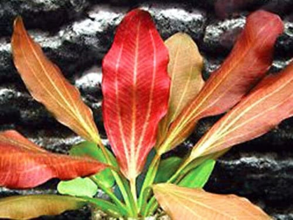 Amazon Sword Red Flame Small Live Aquarium Aquatic Plants Etsy