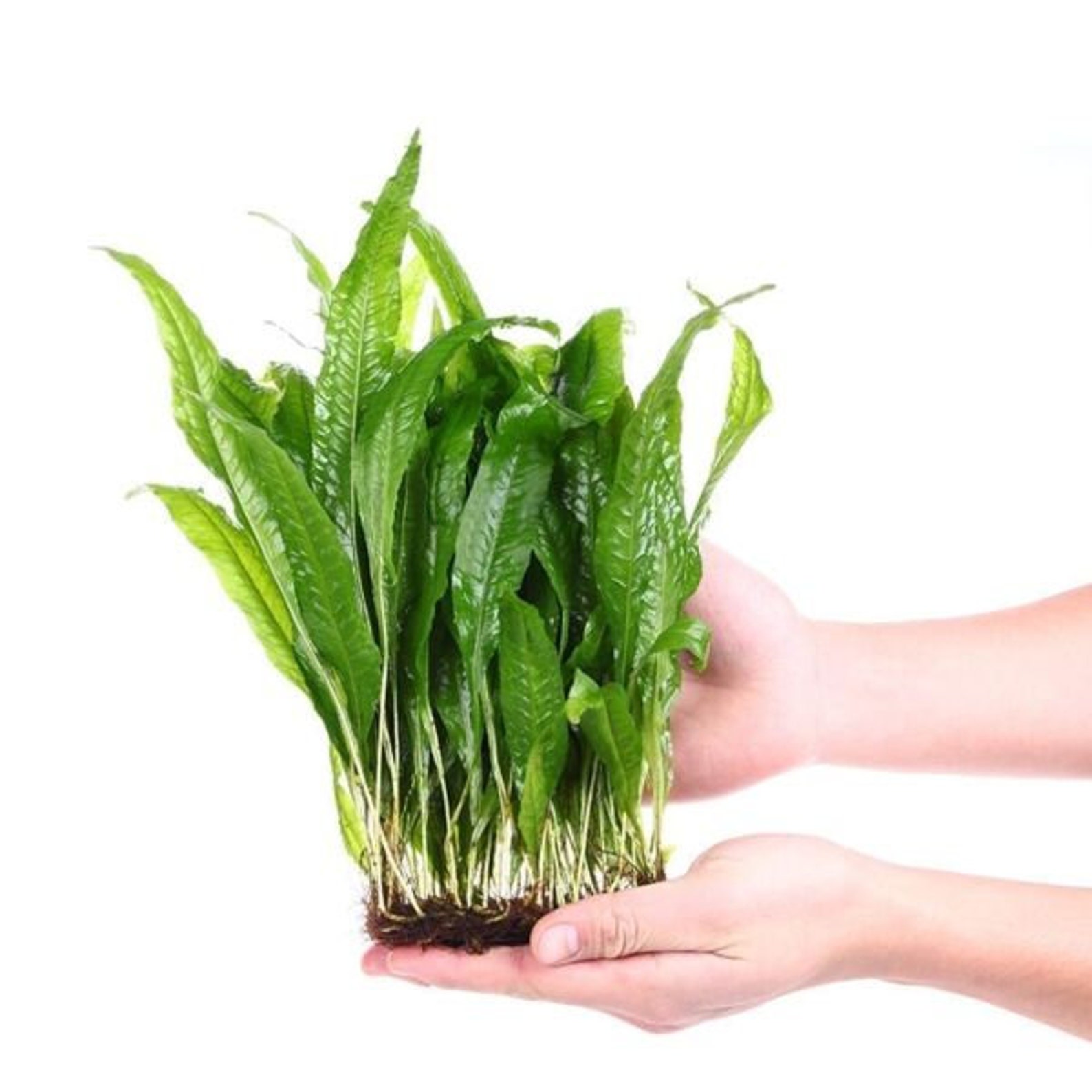 JAVA FERN Live Aquarium Plant Decoration Bare Root medium - Etsy