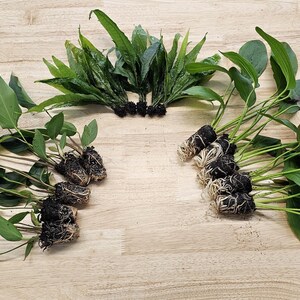 Centerpiece Bundle - 20-40 Gallon Tanks Our Choice Live Aquarium Aquatic Plants, Free Shipping, Buy 2 Get 1 Free image 7