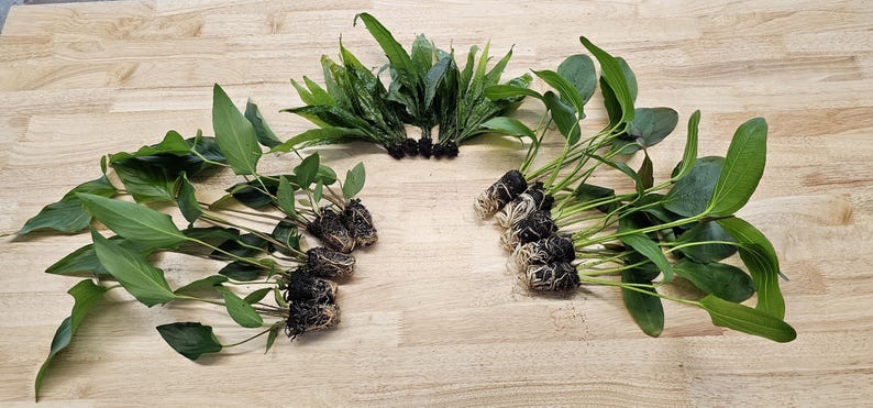Centerpiece Bundle - 20-40 Gallon Tanks Our Choice Live Aquarium Aquatic Plants, Free Shipping, Buy 2 Get 1 Free image 7