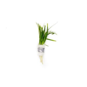 Dwarf Sagittaria Subulata | Live Freshwater Aquarium Plants | Free Shipping