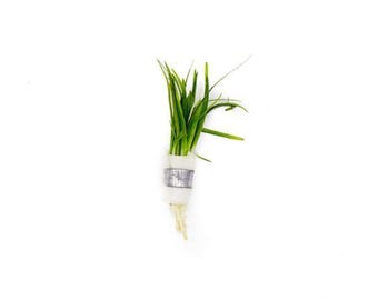 Dwarf Sagittaria Subulata | Live Freshwater Aquarium Plants | Free Shipping
