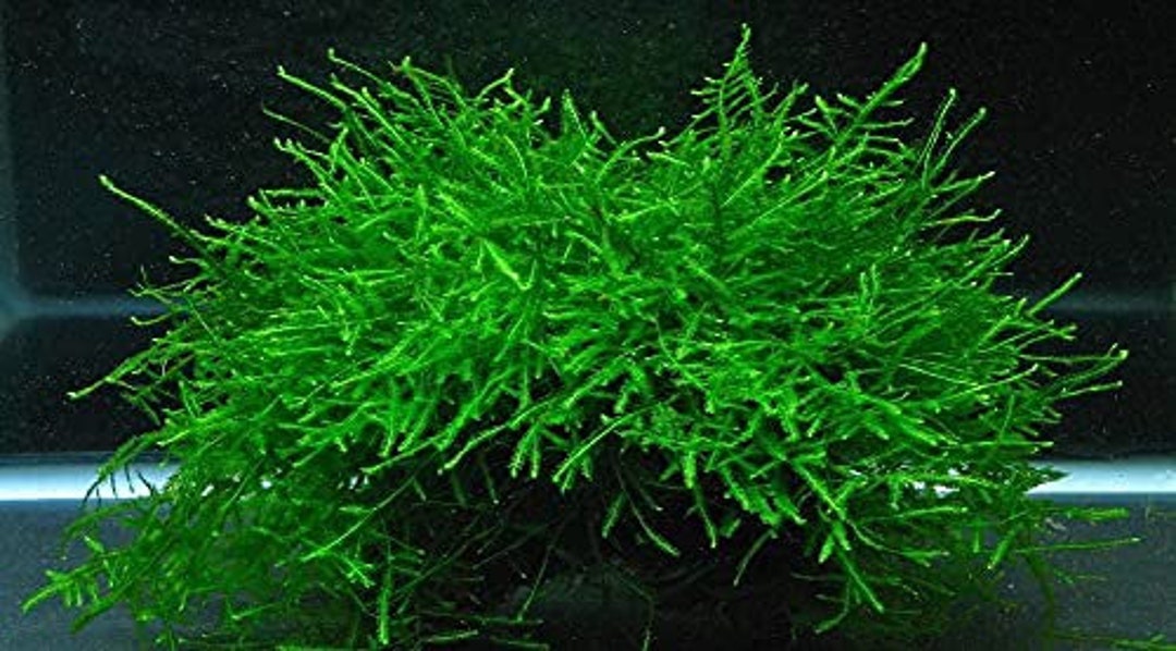 Java Moss Portion Large 4 Oz Cup Aquatic Plants and Aquarium