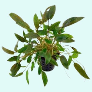 Cryptocoryne Wendtii Brown Small Live Aquarium Plants BUY 2 GET 1 FREE Free Shipping image 10