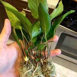 Anubias Hastifolia Bare Root Live Aquarium Plants Easy to Maintain and Long Lasting Aquatic Plants Free Shipping BUY 2 GET 1 FREE image 7