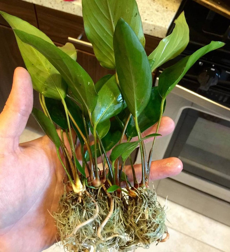 Anubias Hastifolia Bare Root Live Aquarium Plants Easy to Maintain and Long Lasting Aquatic Plants Free Shipping BUY 2 GET 1 FREE image 7