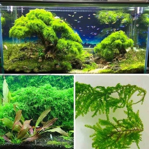 Weeping Moss Vesicularia Ferriei Live Aquarium Plants Live Territarium Moss Rug Fresh Water Aquatic Plants BUY 2 GET 1 FREEFree Shipping image 10