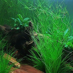 Hairgrass Eleocharis Vivipara BEGINNER Live Aquarium Plants Fresh Water Aquatci Grass Buy2 Get1 Free Free Shipping image 7