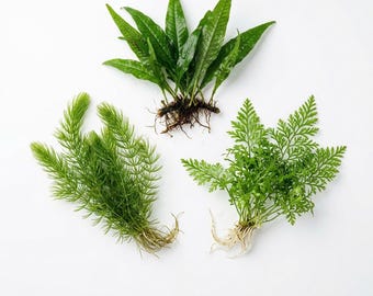 Live Aquarium Plant Bundle, Freshwater Aquatic Plants for Cold Water Tanks, Buy 2 Get 1 Free