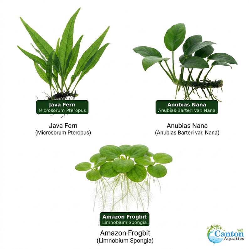 Java Fern & Anubias Nana (microsorum Pteropus, Anubias Barteri) | Live ...