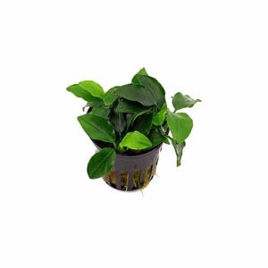 Anubias Barteri (Nana Petite) In 2" Pot Live Aquarium Plants