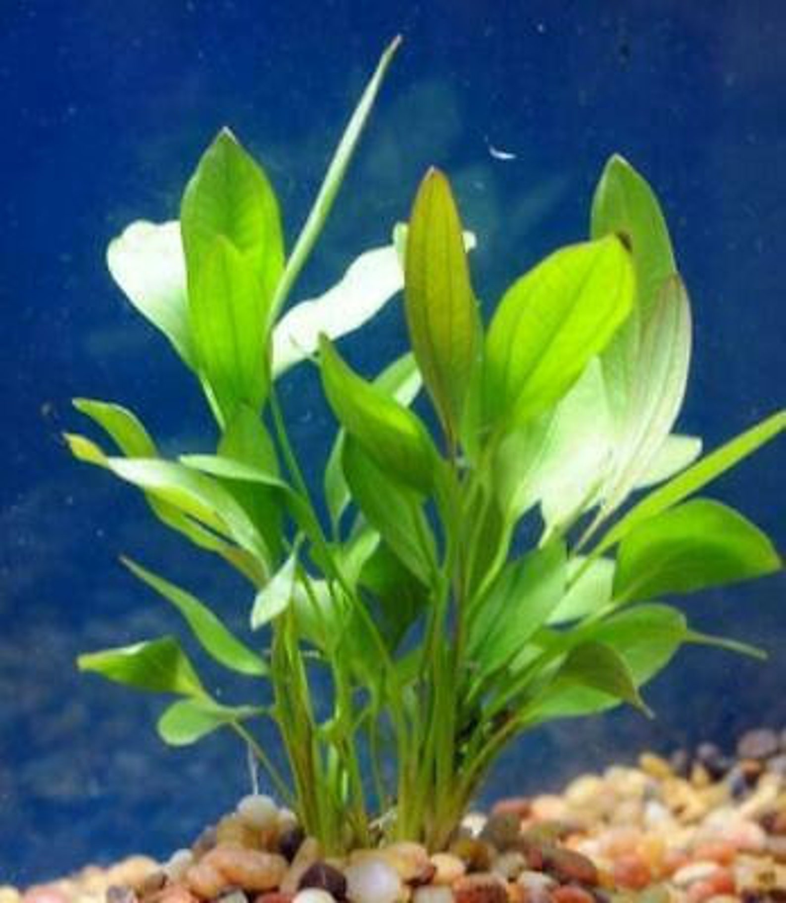 BEGINNER Live Aquarium Plant Amazon Melon Sword Etsy