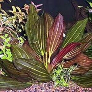 Amazon Sword Echinodorus Red Melon Freshwater Aquarium Decor Easy to Maintain Aquatic Plants Buy2 Get1 Free Free Shipping image 6