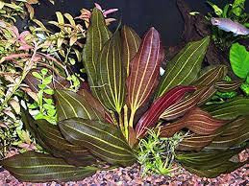 Amazon Sword Echinodorus Red Melon Freshwater Aquarium Decor Easy to Maintain Aquatic Plants Buy2 Get1 Free Free Shipping image 6