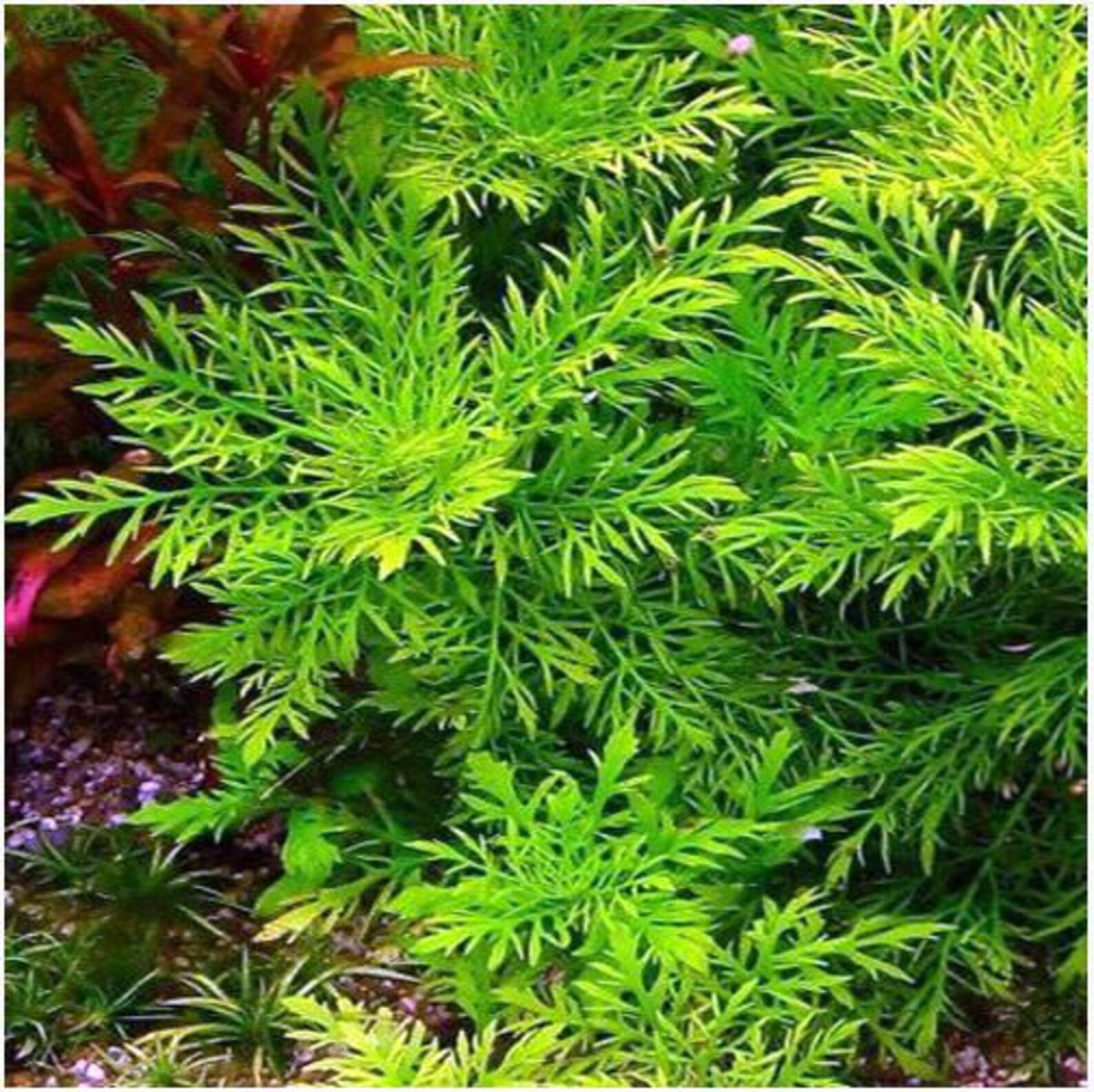 BEGINNER Live Aquarium Plants Wisteria Hygrophila Etsy