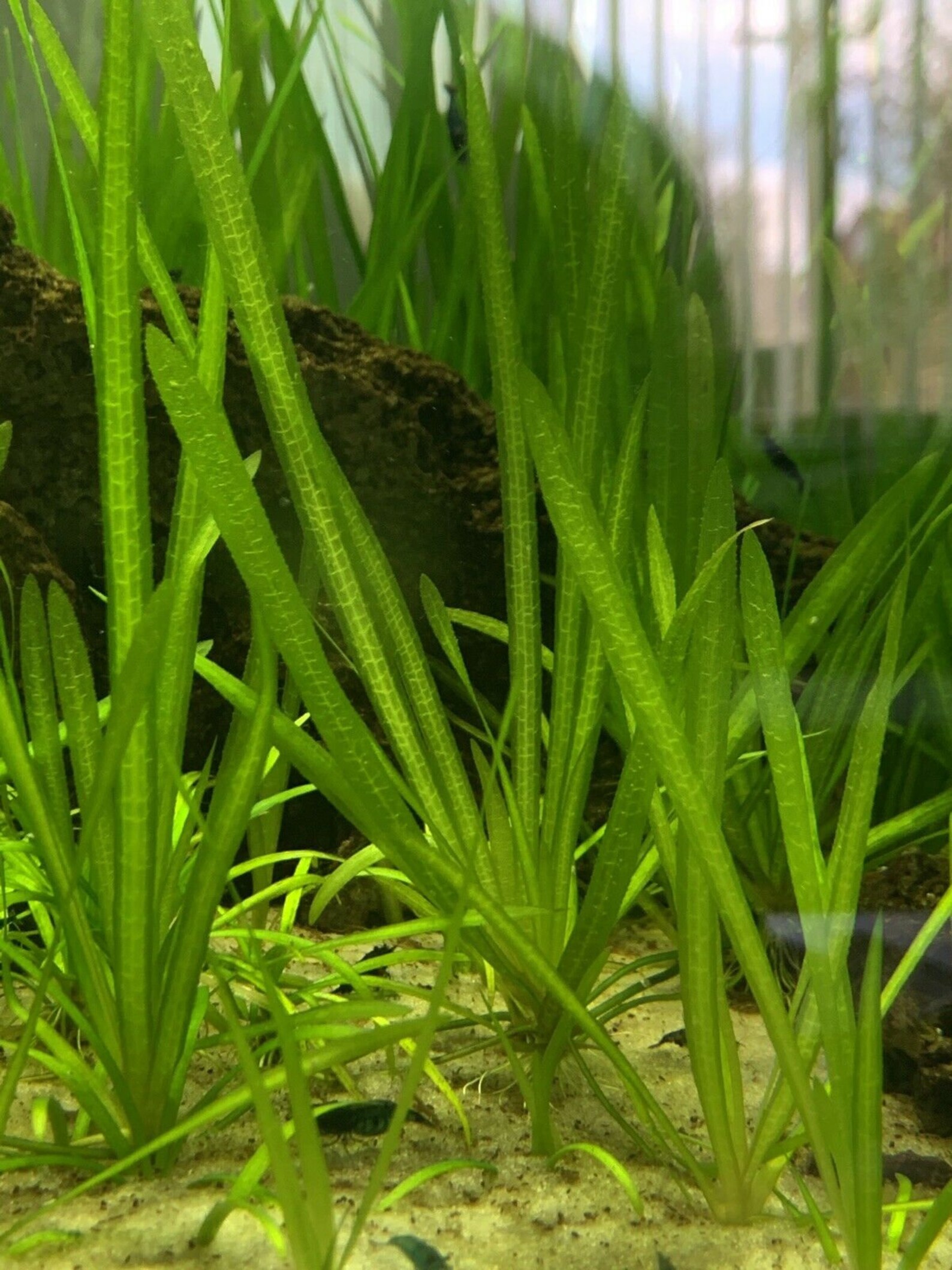 Easy AQUARIUM PLANTS Jungle Vallisneria Bunch | Etsy