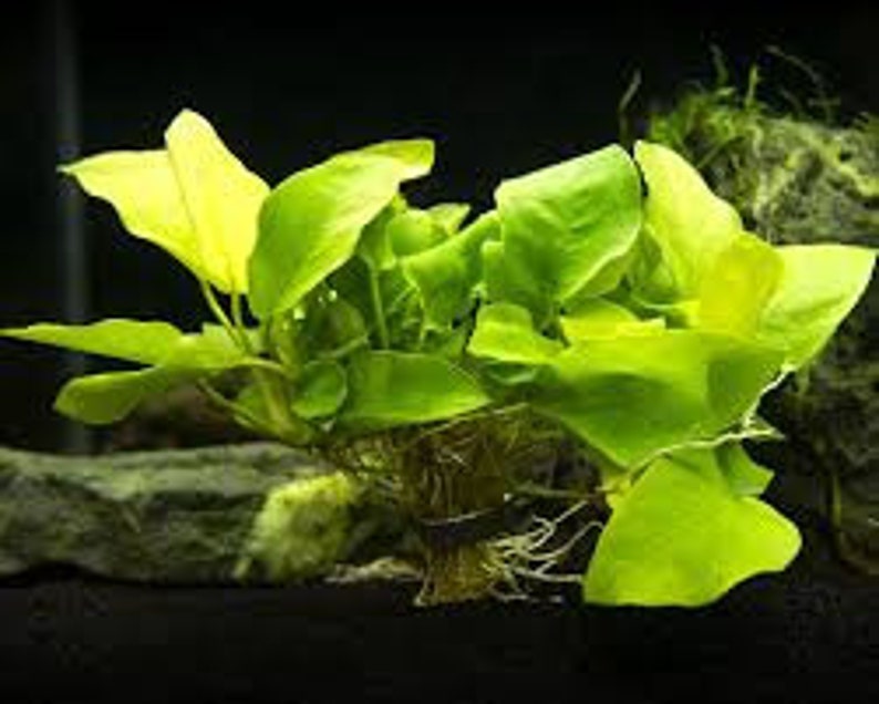 Anubias Barteri Nana Bare Root Large Easy AQUARIUM PLANTS Fish Friendly Plants For Aquarium Decor Buy2 Get1 Free Free Shipping image 5